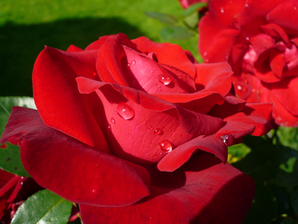 6 Most Beautiful Roses In The World 6 Most Beautiful Roses In The World