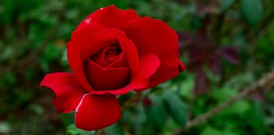 The 6 Most Beautiful Roses In World
